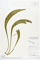 登錄號:BP01618藏品圖，第1張