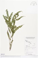 登錄號:BP01619藏品圖，第1張