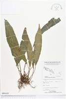 登錄號:BP01620藏品圖，第1張