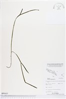 垂枝松葉蕨藏品圖，第1張