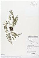 登錄號:BP01622藏品圖，第1張