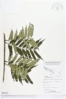 登錄號:BP01624藏品圖，第1張