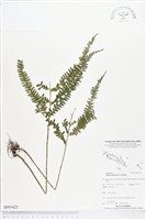 登錄號:BP01625藏品圖，第1張