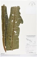 臺灣山蘇花藏品圖，第1張