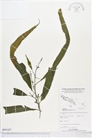 登錄號:BP01627藏品圖，第1張