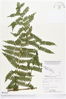 登錄號:BP01628藏品圖，第1張