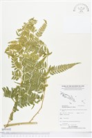 熱帶鱗蓋蕨藏品圖，第1張