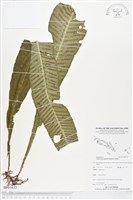 登錄號:BP01633藏品圖，第1張