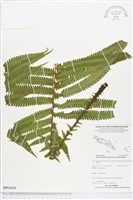 登錄號:BP01634藏品圖，第1張