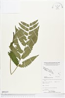 登錄號:BP01635藏品圖，第1張