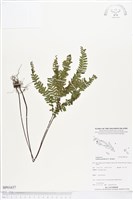 登錄號:BP01637藏品圖，第1張