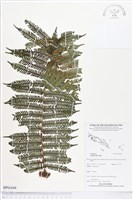 登錄號:BP01644藏品圖，第1張