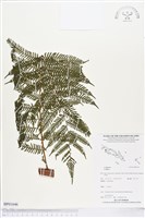 登錄號:BP01646藏品圖，第1張