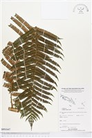 登錄號:BP01647藏品圖，第1張