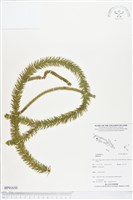 登錄號:BP01650藏品圖，第1張