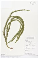 登錄號:BP01651藏品圖，第1張