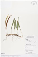 登錄號:BP01652藏品圖，第1張