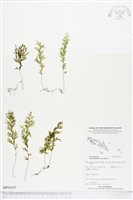 登錄號:BP01655藏品圖，第1張