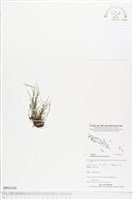 登錄號:BP01656藏品圖，第1張