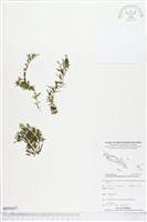 登錄號:BP01657藏品圖，第1張