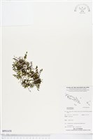 登錄號:BP01658藏品圖，第1張