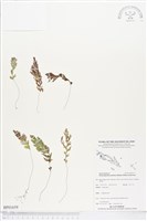 登錄號:BP01659藏品圖，第1張