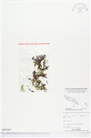 指裂細口團扇蕨藏品圖，第1張