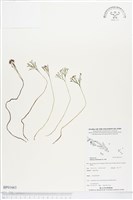 分枝莎草蕨藏品圖，第1張