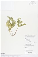 登錄號:BP01664藏品圖，第1張