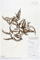 登錄號:BP01666藏品圖，第1張