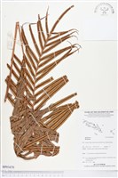登錄號:BP01670藏品圖，第1張