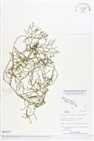 登錄號:BP01671藏品圖，第1張