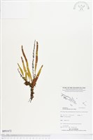 抱樹石葦藏品圖，第1張