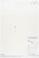 登錄號:BP01673藏品圖，第1張