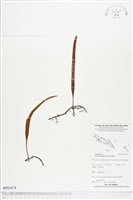 抱樹石葦藏品圖，第1張