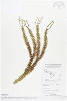 登錄號:BP01675藏品圖，第1張