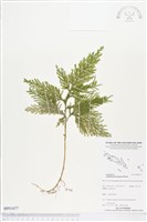 登錄號:BP01677藏品圖，第1張