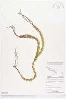 登錄號:BP01678藏品圖，第1張