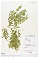 登錄號:BP01680藏品圖，第1張