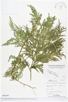 登錄號:BP01681藏品圖，第1張