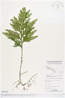 登錄號:BP01682藏品圖，第1張