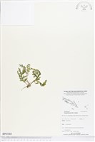 登錄號:BP01683藏品圖，第1張