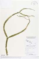 登錄號:BP01684藏品圖，第1張