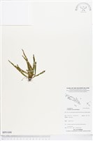 登錄號:BP01686藏品圖，第1張