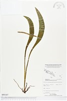 登錄號:BP01687藏品圖，第1張