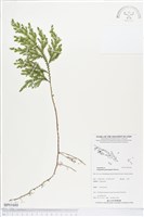 登錄號:BP01688藏品圖，第1張