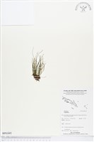 登錄號:BP01695藏品圖，第1張