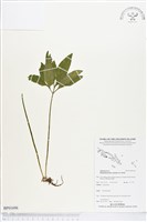 錫蘭七指蕨藏品圖，第1張