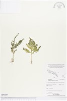 登錄號:BP01697藏品圖，第1張