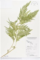 登錄號:BP01700藏品圖，第1張